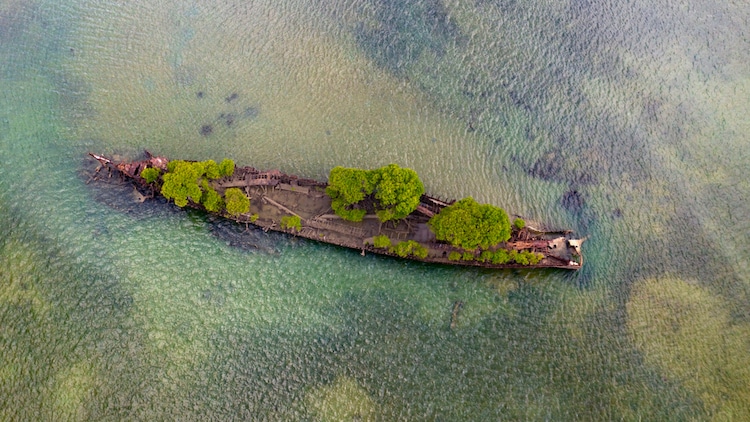 Mangroves Growing in Ship Wreckage