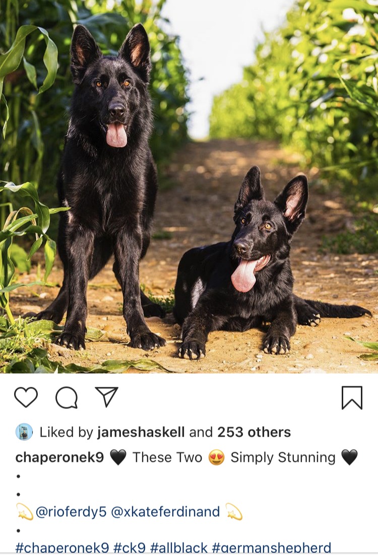 Chaperone K9 confirmed Kate and Rio's purchases by tagging them in a social media post