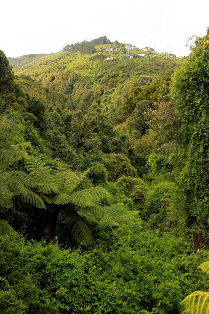 Take the canopy walkway at Wellington New Zealand's Otari Wilton's Bush | 6 Fun things to do in Wellington New Zealand with kids |#wellington #newzeland #simplywander #otariwiltonsbush