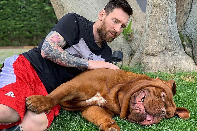 Messi's dog Hulk: how much does the Dogue de Bordeaux cost? | Marca