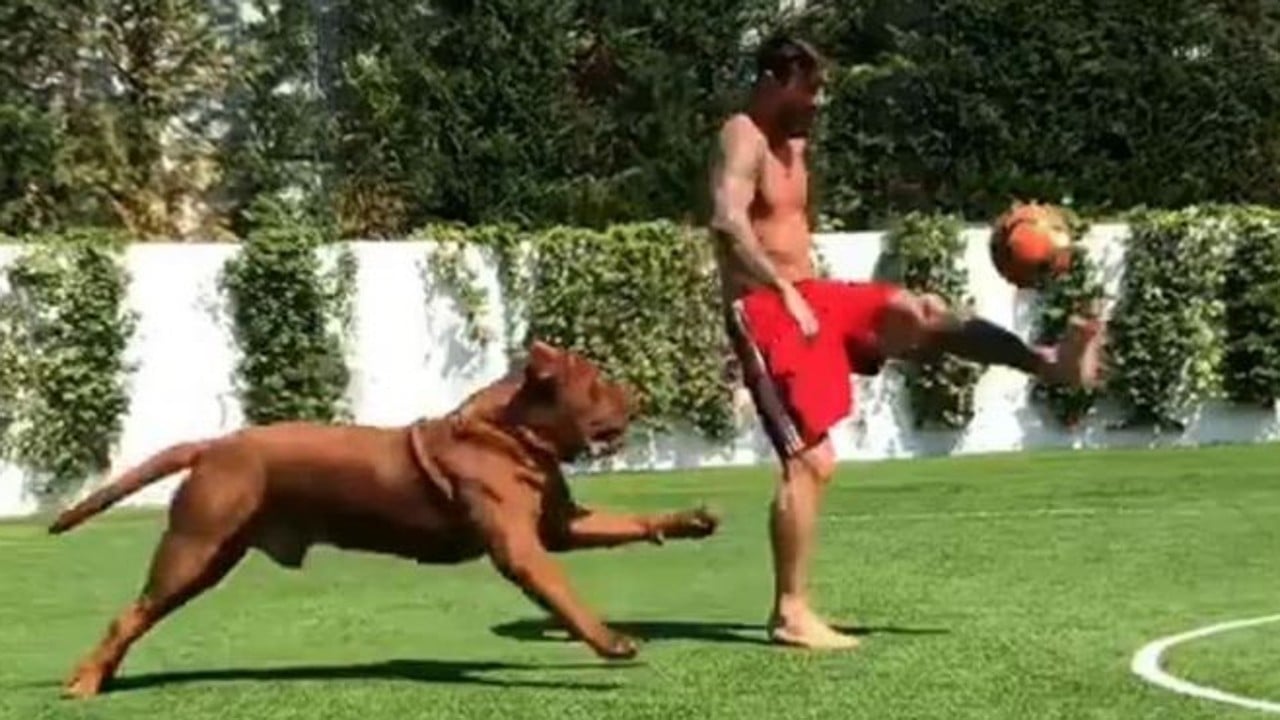 Lionel Messi and his dog Hulk playing football goes viral as Barcelona star  embarrasses giant Dogue de Bordeaux in video | South China Morning Post